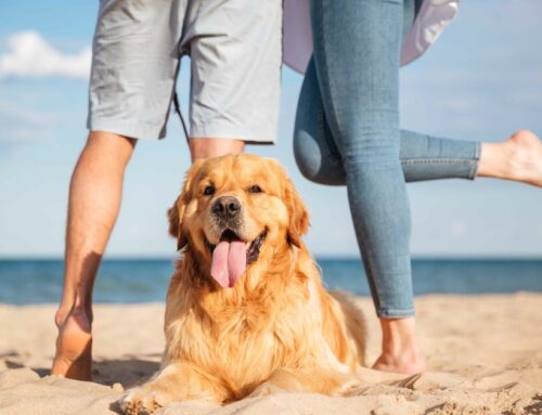 Vacation with Pets in Apulia